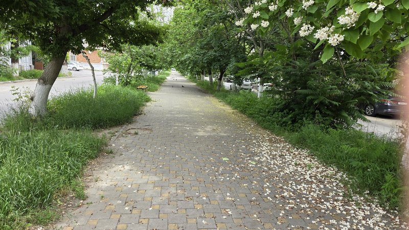 В переулке Кривопустенко в центре Новочеркасска не косят траву, засыхают молодые деревья