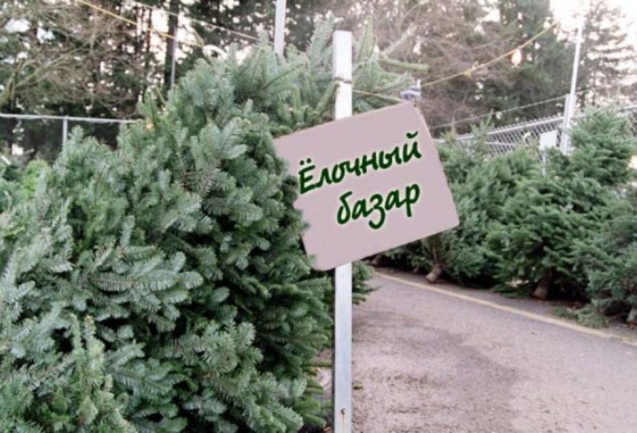 Новочеркасские елочные базары принимают покупателей