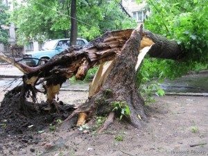 В Новочеркасске деревья падали на проезжую часть