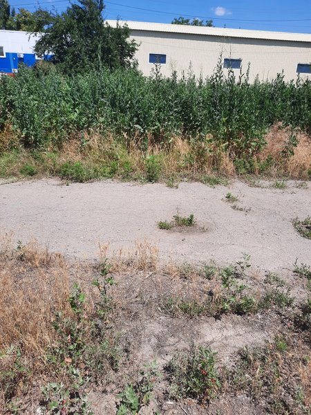 Косить траву на проспекте Баклановском предлагают уже сейчас, а не поздней осенью