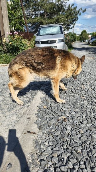 В переулке Пожарского заметили большую собаку с ошейником: жителей просят помочь найти хозяев