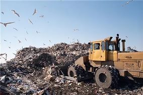 После уничтожения партии санкционных грибов цены на шампиньоны в Новочеркасске взлетели в разы
