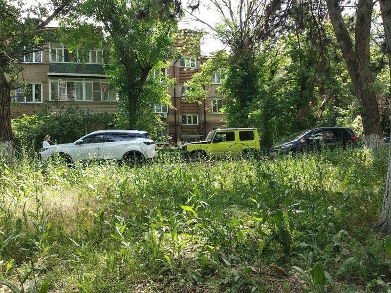 В центре Соцгорода у школы №31 разрослись бирючина, клён и бурьян