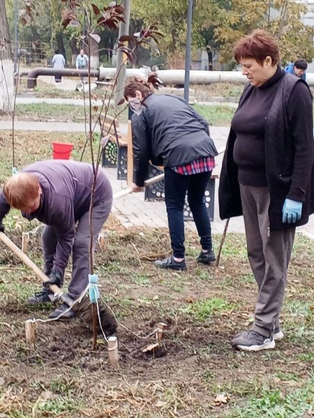 На аллее Славы в Новочеркасске высадили 50 клёнов и установили памятную табличку