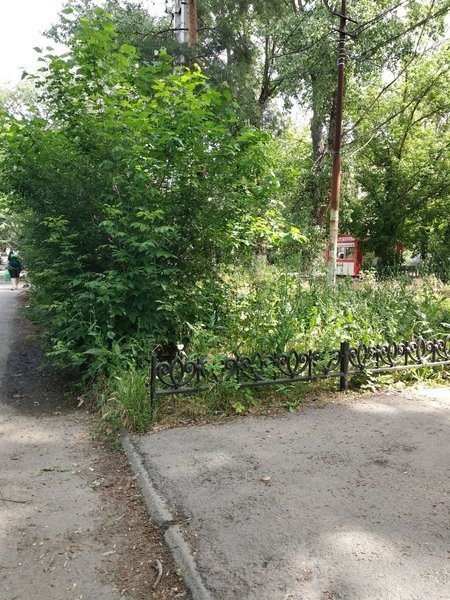 В центре Соцгорода у школы №31 разрослись бирючина, клён и бурьян