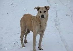 Новочеркасские дети продолжают становиться жертвами бродячих животных