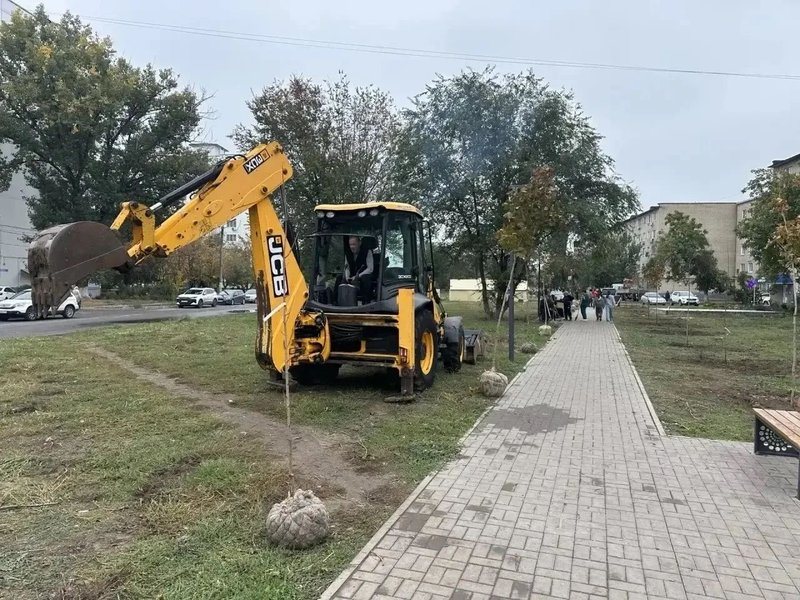 На аллее Славы в Новочеркасске высадили 50 клёнов и установили памятную табличку