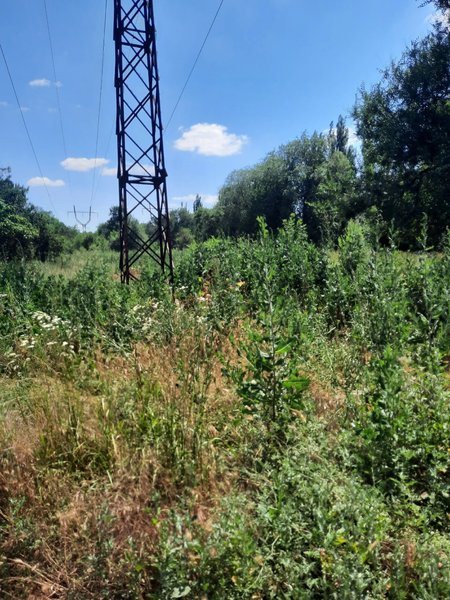 Косить траву на проспекте Баклановском предлагают уже сейчас, а не поздней осенью