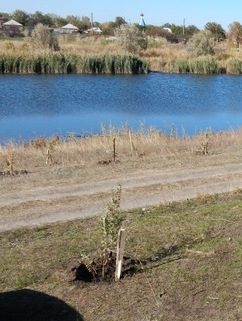 Новочеркасские активисты-экологи планируют высадку деревьев в пойме Тузлова