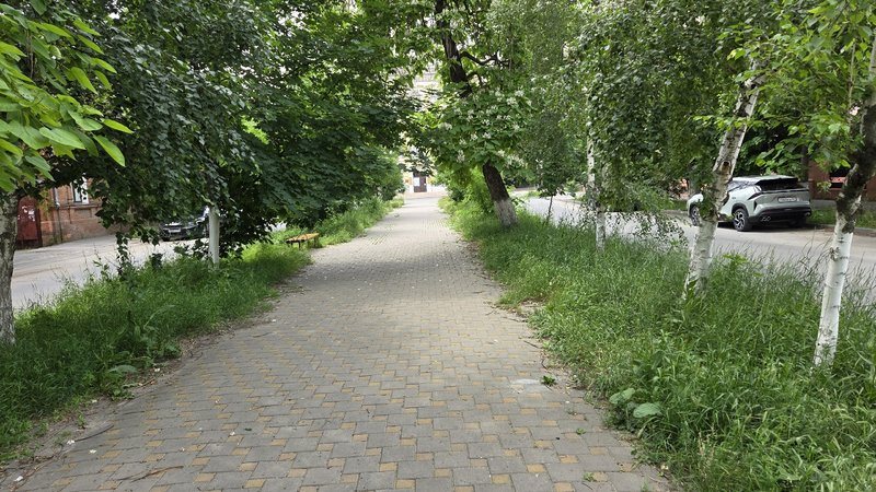 В переулке Кривопустенко в центре Новочеркасска не косят траву, засыхают молодые деревья