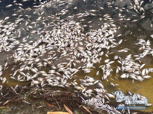 В Кадамовке произошла массовая гибель рыбы