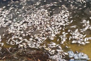 В Кадамовке произошла массовая гибель рыбы
